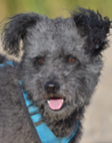 Nahaufnahme eines kleinen, dunklen Hundes mit lockigem Fell und blauem Geschirr. Der Hund streckt die Zunge heraus und wirkt fröhlich und aufmerksam.