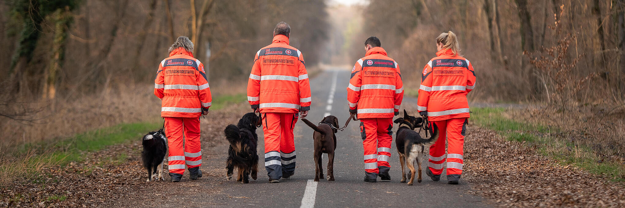 Vier Rettungshunde und ihre Hundeführer von hinten, sie laufen in Einsatzkleidung durch den Wald