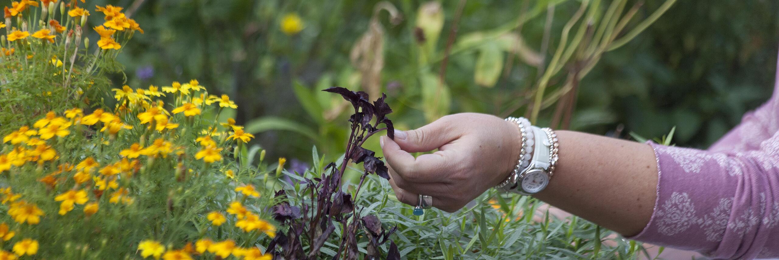 Ernährungstherapie - Nahaufnahme einer Hand die Gartenkräuter hält im Nutz- und Schulgarten der Klinik am Korso