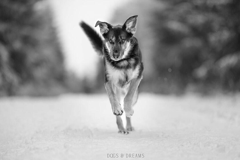Ein Foto in schwarzweiß: Ein Hund läuft durch eine Landschaft