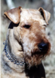 Nahaufnahme eines rauhaarigen, hellbraunen Terriers mit glänzendem Fell. Das Tier blickt ruhig in die Ferne.