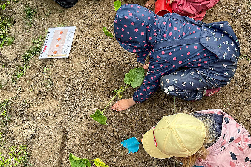 Kinder der Kita Pavillon beugen sich über das Beet und bepflanzen es mit Setzlingen.