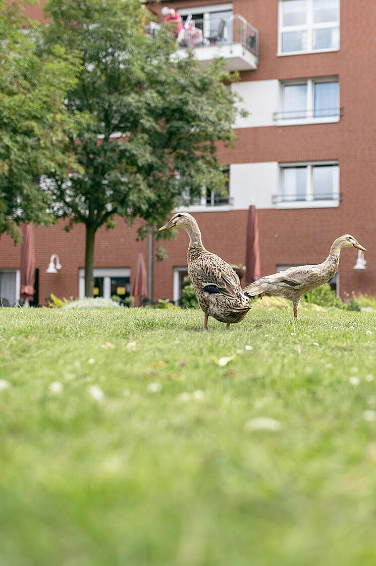 Zwei Enten sitzen auf der Wiese vor dem Johanniter-Stift Köln-Kalk