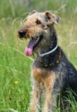 Ein drahthaariger Hund mit braun-grauem Fell und weißem Halsband sitzt aufmerksam in einer grünen Wiese, die Zunge hängt heraus.