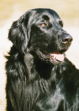 Schwarzer Hund mit orangefarbenem Apportiergegenstand im Maul, blickt aufmerksam nach vorne.