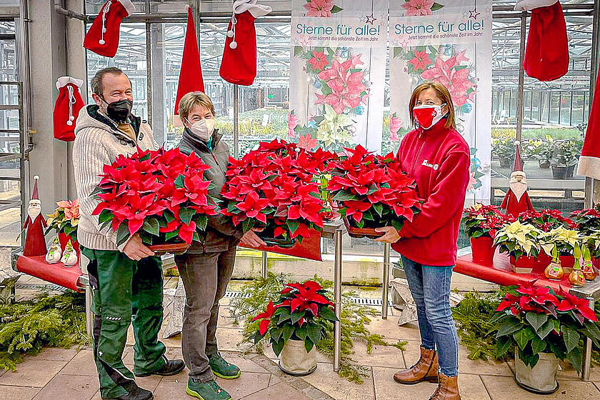 Drei Personen halten vor einem Gewächshaus mehrere rote Weihnachtssterne vor einem weihnachtlich dekorierten Verkaufsstand.