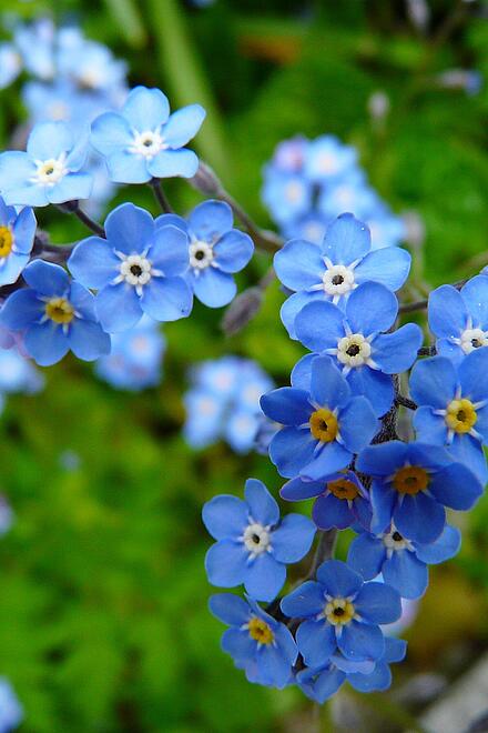 Nahaufnahme von blühenden, blauen Vergissmeinnicht-Blumen