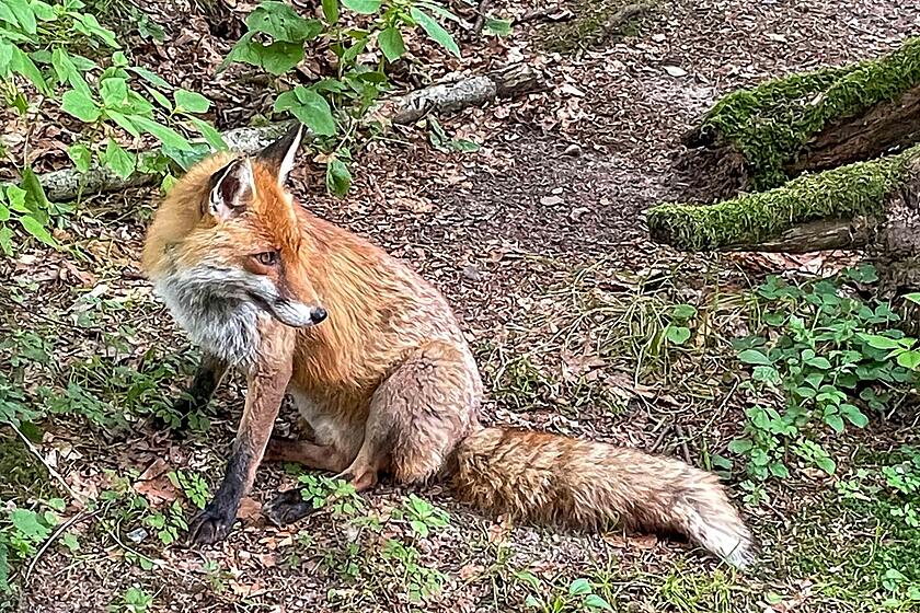 Ein Rotfuchs sitzt in seinem Gehege.