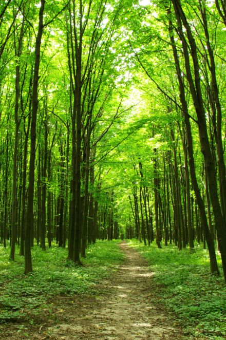 Grüner Wald und Waldweg