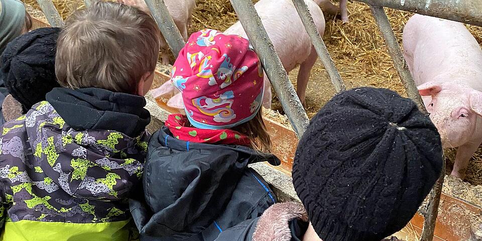 Kinder gucken Schweine