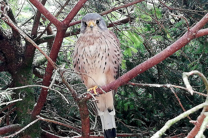 Ein Vogel aus dem Wildgatter schaut freundlich in die Kamera. 
