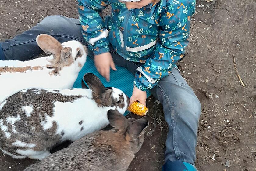 Ein Junge sitzt auf dem Boden und füttert drei Kaninchen mit einem Maiskolben,