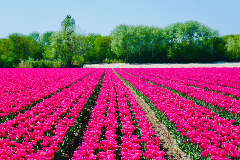 Ein weites Feld mit leuchtend pinken Tulpen in ordentlichen Reihen, im Hintergrund stehen grüne Bäume unter klarem Himmel.